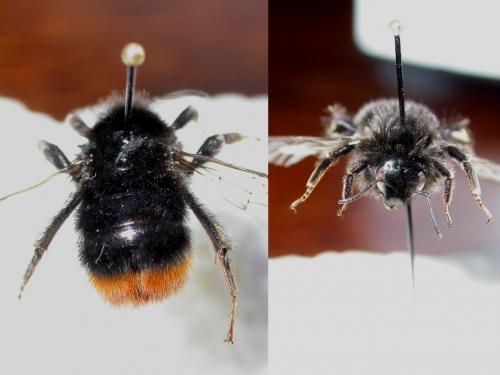 Bombus lapidarius